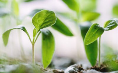 When Is The Right Time To Plant?